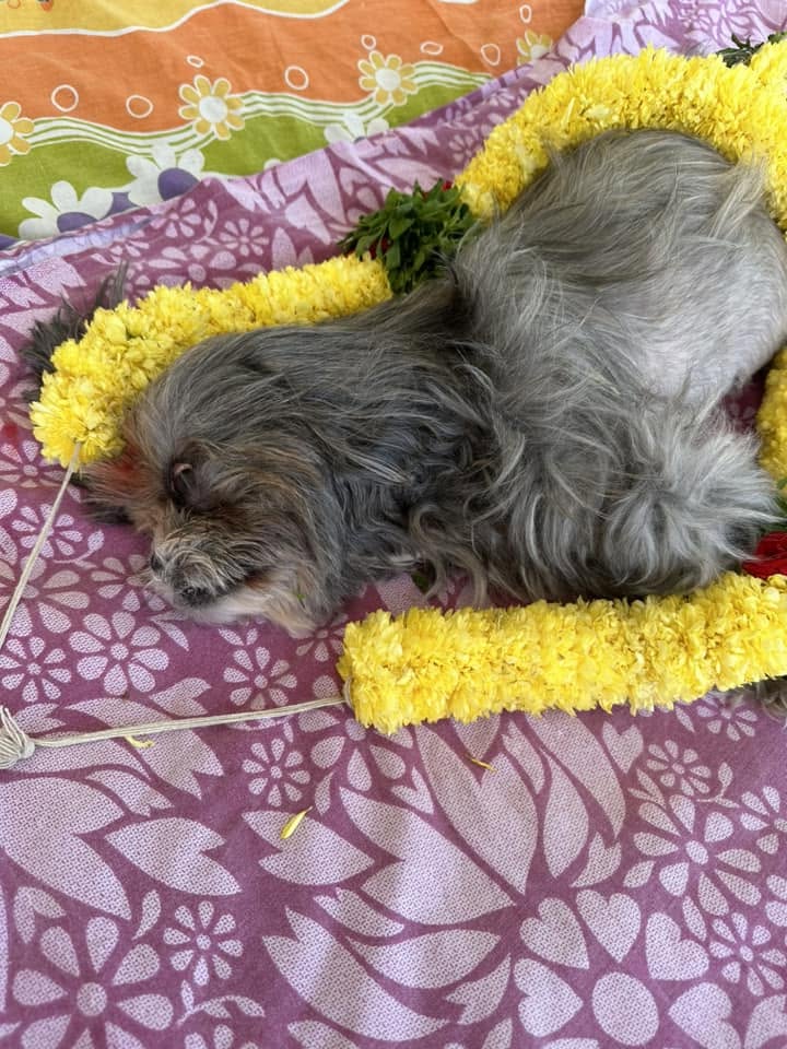 Oh So Sad to Hear Amarnath Vasireddy Garu, I know How much Anyone will be attached to their Pet.