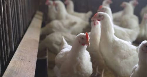 eat chicken