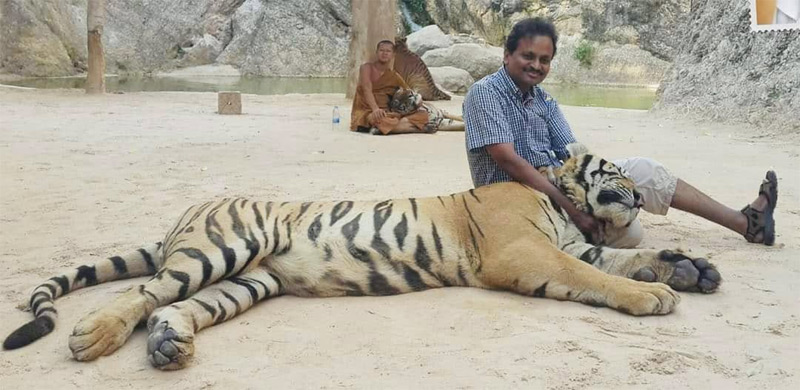 The Tiger!